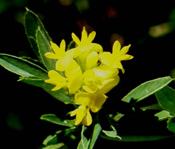 Galium verum e Medicago falcata